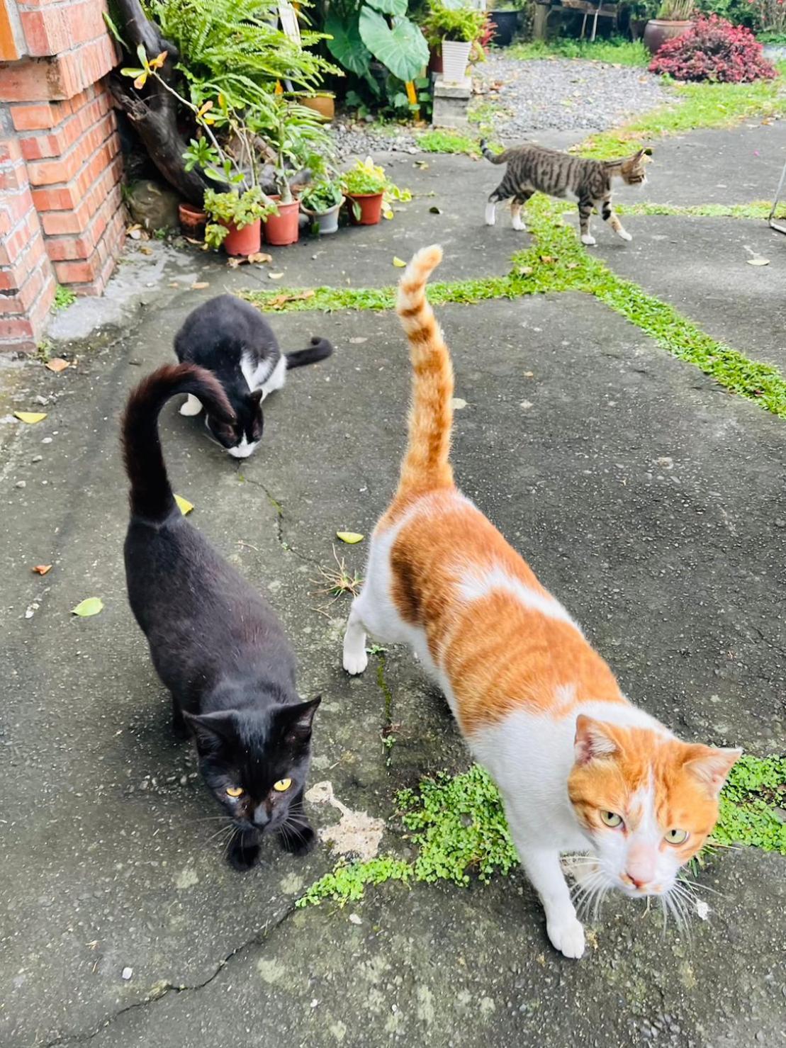 Cat Sky Country Homestay Sanxing Exterior foto