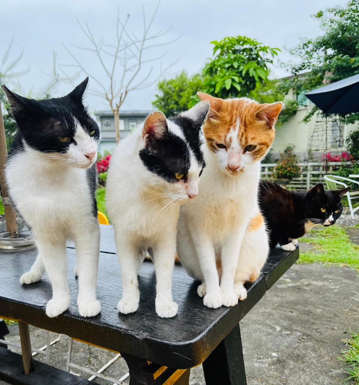 Cat Sky Country Homestay Sanxing Exterior foto